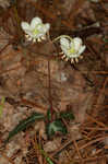 Pipsissewa <BR>Spotted wintergreen